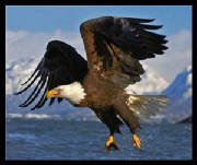 Eagle.jpg