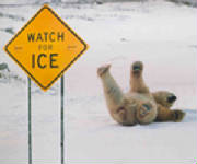 PolarBearSlip.jpg